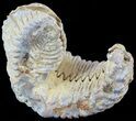 Cretaceous Fossil Oyster (Rastellum) - Madagascar #49869-1
